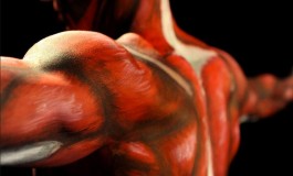 Анатомія м'язів людини.