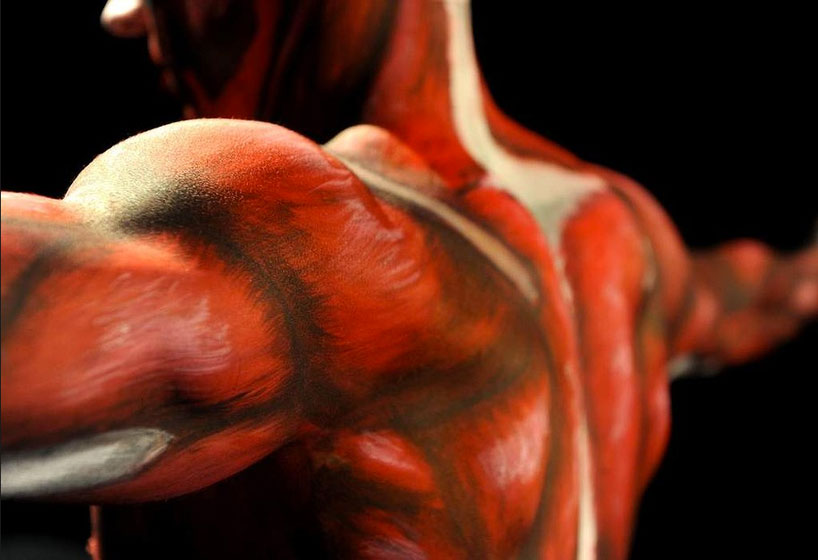 Анатомія м’язів людини.